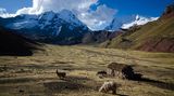Lamas und Alpakas in Peru