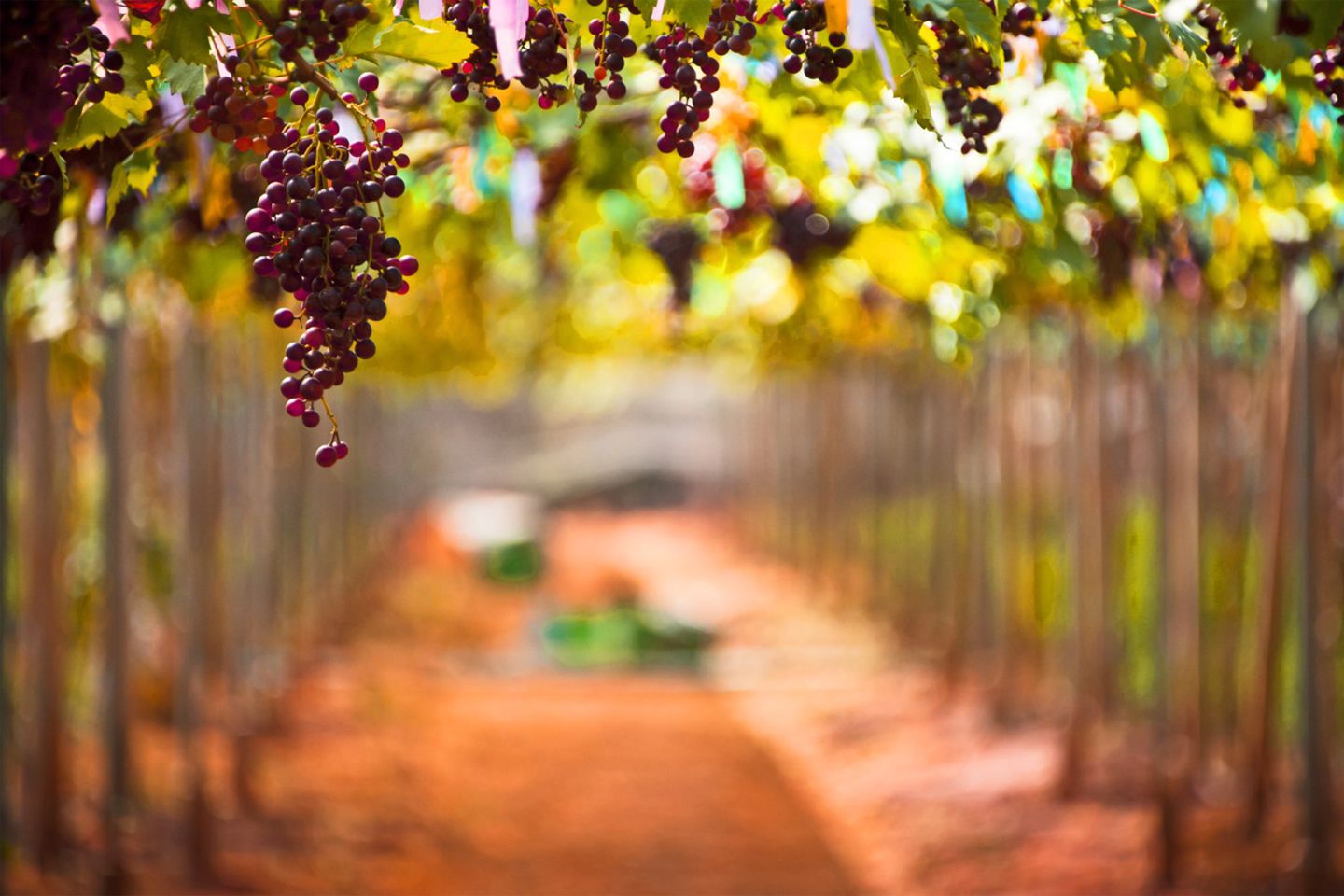 Weinanbau boomt in China:Während in Europa die Weinanbauflächen zurückgehen, expandieren die Chinesen.