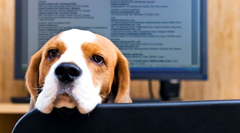 Hund im Büro