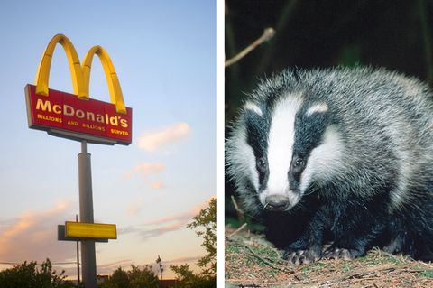 Schwede trägt toten Dachs zu McDonald's