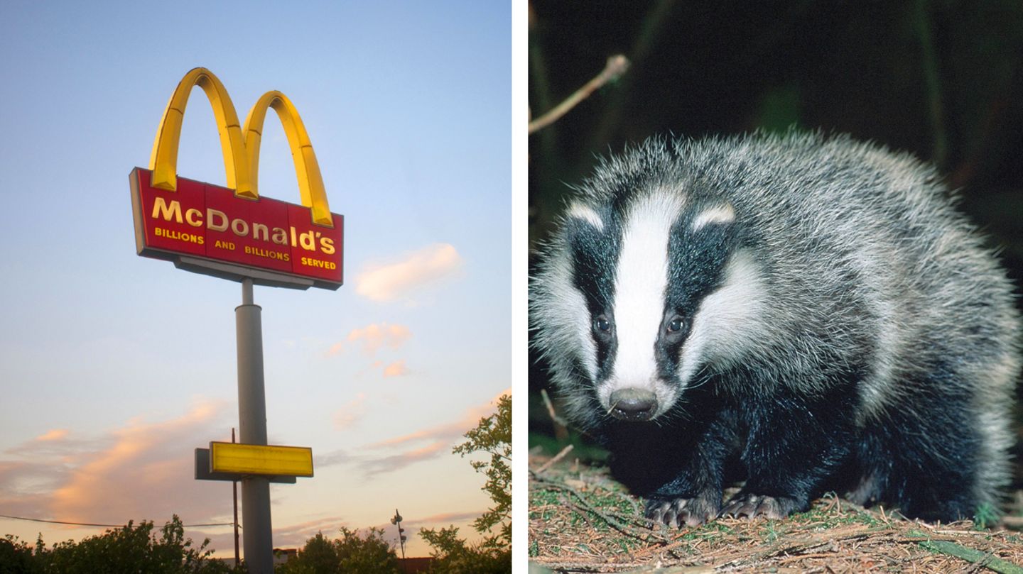 Schwede trägt toten Dachs zu McDonald's