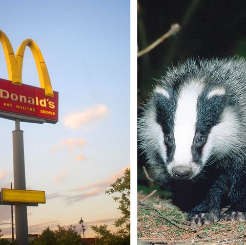 Schwede trägt toten Dachs zu McDonald's