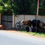 Heilige Kühe dürfen in Sri Lanka eigentlich alles.