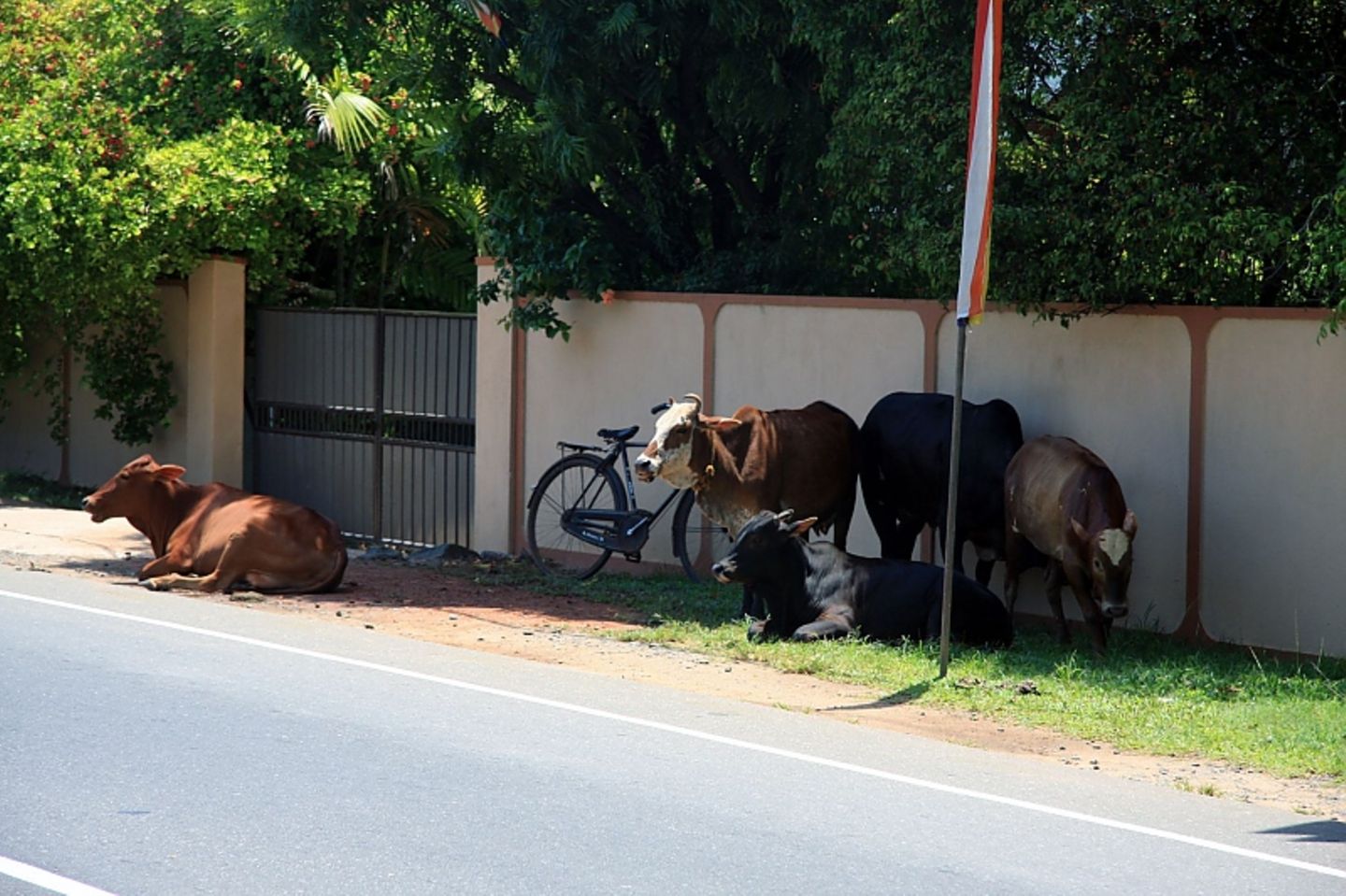 Heilige Kühe dürfen in Sri Lanka eigentlich alles.