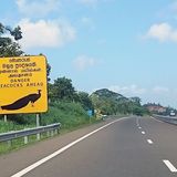 Vorsicht vor... ja, dem Pfau.