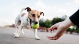 Hundespielzeug im Geschirrspüler reinigen