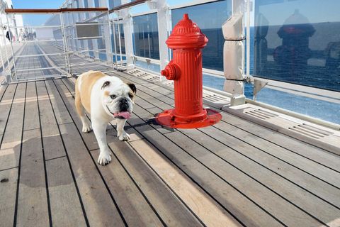 Hund an Bord der Queen Mary 2