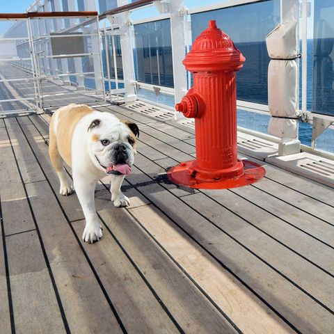 Hund an Bord der Queen Mary 2