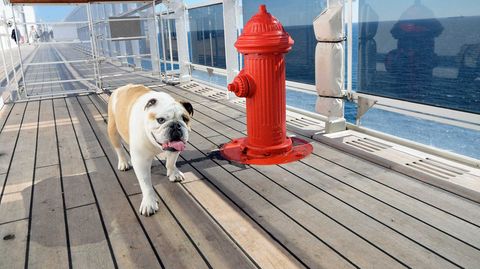 Hund an Bord der Queen Mary 2