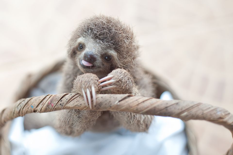 Faultier Babys In Cost Rica Das Sind Die S esten Fotos STERN de