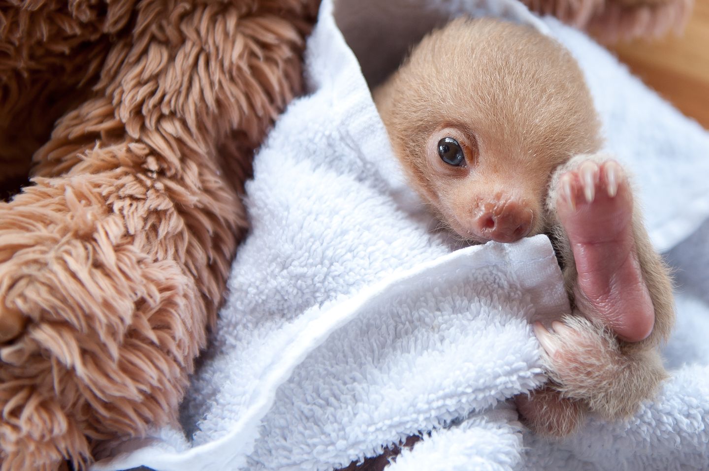 Faultier Babys In Cost Rica Das Sind Die S esten Fotos STERN de