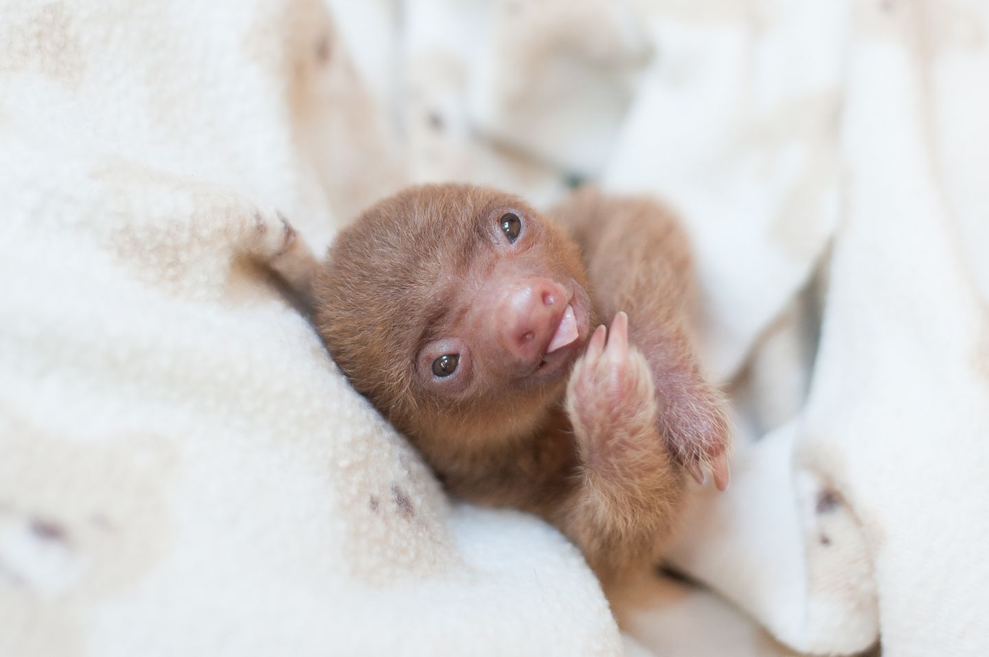 Faultier Babys In Cost Rica Das Sind Die S esten Fotos STERN de