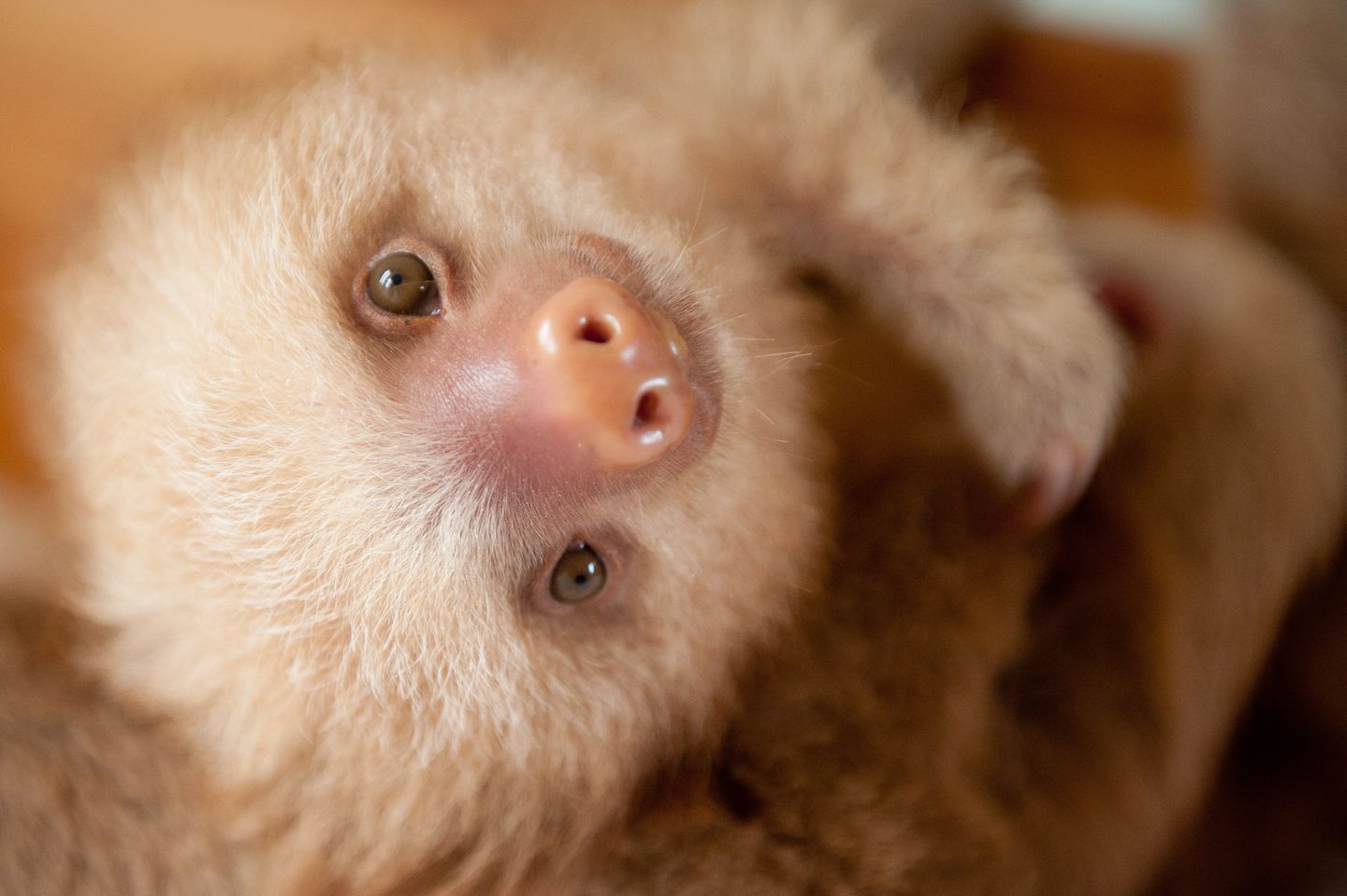 Faultier Babys In Cost Rica Das Sind Die S esten Fotos STERN de