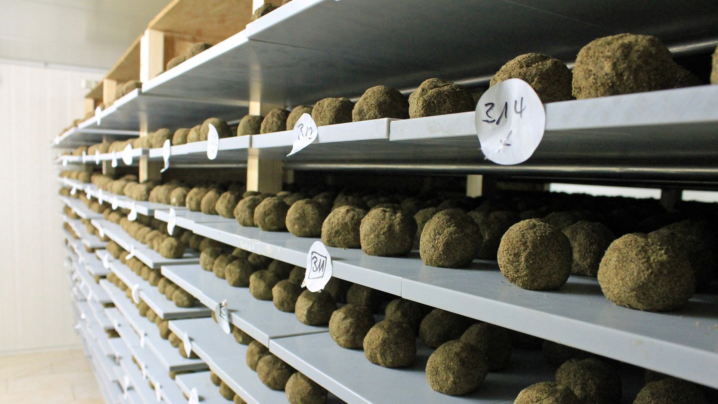 Belper Knolle  Frischkäse, der mit Himalaya-Salz und frischem Schweizer Knoblauch gewürzt wird. Die Masse wird vermischt und der Frischkäse per Hand zu einer Knolle geformt. Ist die Knolle geformt, wird sie in Pfeffer gewendet. Als Frischkäse ist die Knolle nun verzehrbereit – auf Brot zum Beispiel. Die meisten Belper Knollen werden mittlerweile getrocknet. Dann können sie gehobelt werden und passen sehr gut zu Pasta oder ins Käsefondue. Sie wird auch als Schweizer Trüffel bezeichnet.