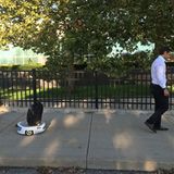 Die rollende Untertasse folgt dem Menschen auf Schritt und Tritt