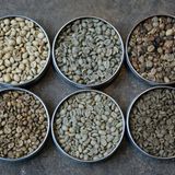 Sechs Dosen, alle enthalten ungerösteten Rohkaffee, 2x Robusta, 4x Arabica:  Links oben: hellste Sorte Monsun, Robusta;  links unten: Robusta  Mitte oben: Arabica washed,  Mitte unten: Arabica unwashed bzw. natural  Rechts oben: Industrieware, unerlesener Kaffee mit halben und unreifen Bohnen  Rechts unten: Arabica entkoffeiniert (swiss water process)
