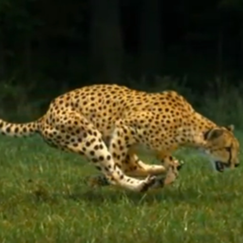 Unterhaltung: Video: Slo-Mo-Gepard