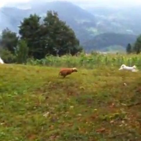 Unterhaltung: Cat vs. Dog