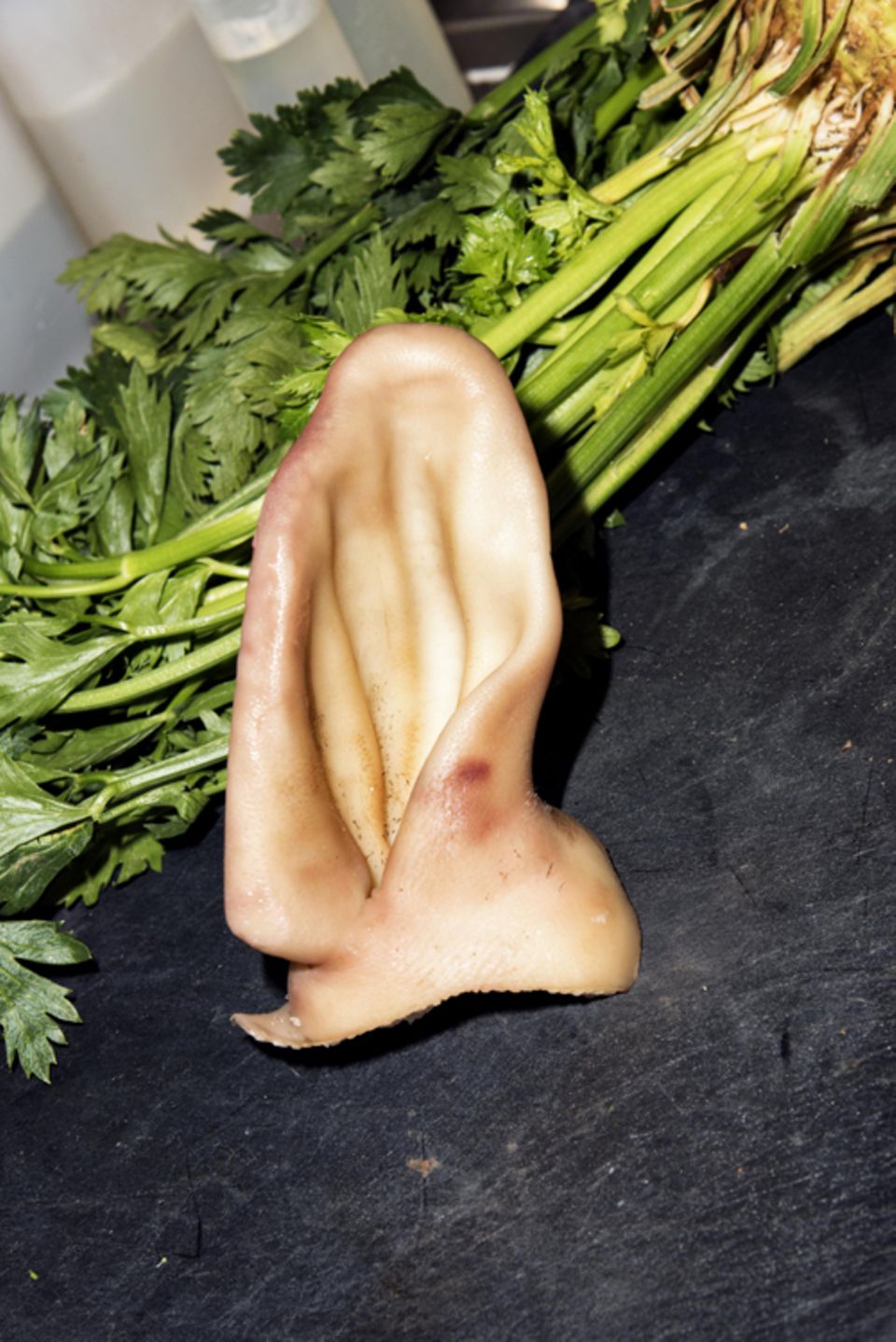 Zuhause: Schweineohr vor Sellerie, beides roh. Darunter: Ein Schweinehirn passt locker in die Hand. Zuhause: Schweineohr vor Sellerie, beides roh. Darunter: Ein Schweinehirn passt locker in die Hand.