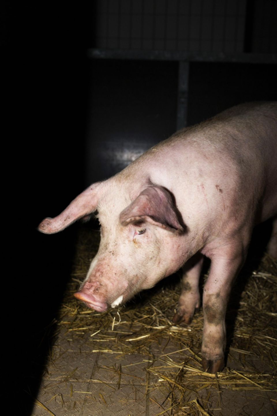 Zuhause: Zwei Tage vor dem Schlachten kommen die Schweine bei Metzger Grießhaber an. Das vermindert den Stress für die Tiere.