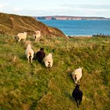 Schaafe, Bauern und Pferde sind das treueste Surfpublikum.