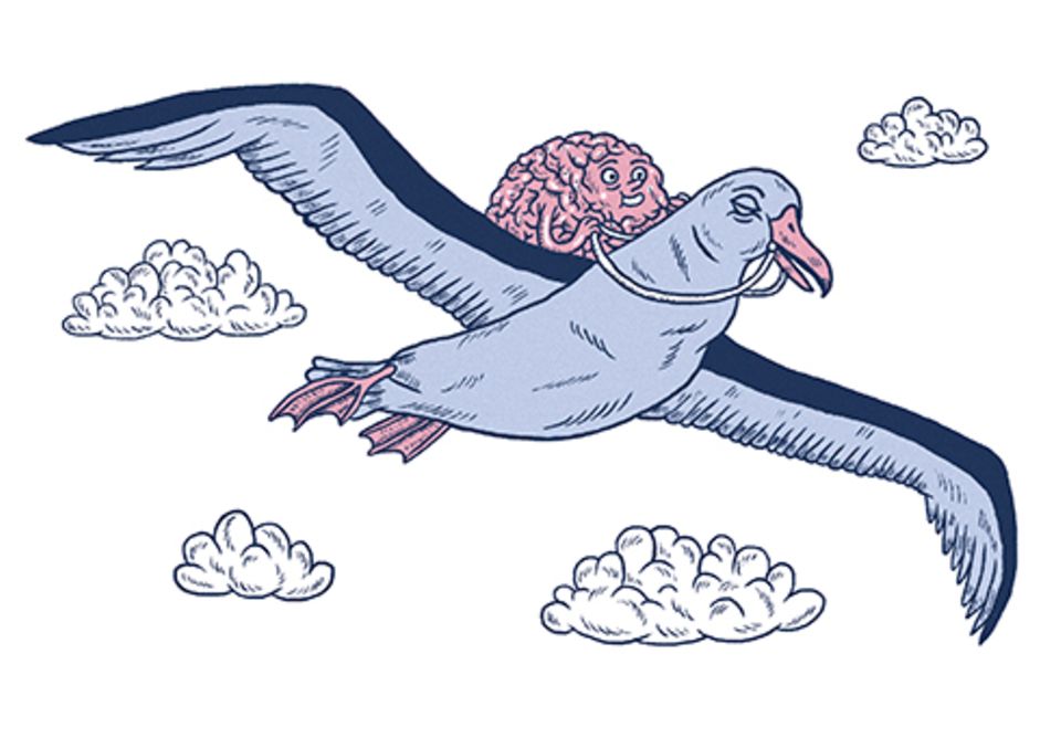 Wissen: VON TIEREN LERNEN #3: Albatrosse schlafen im Flug. Damit es zu keinem Unfall kommt, bleibt dabei eine Hirnhälfte aktiv. Von wegen Unterbewusstsein! Wissen: VON TIEREN LERNEN #3: Albatrosse schlafen im Flug. Damit es zu keinem Unfall kommt, bleibt dabei eine Hirnhälfte aktiv. Von wegen Unterbewusstsein!