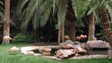 Das »Flamingo« ist das älteste Hotel auf dem Strip – und genau so sieht es auch aus. Ich gehe mit Jetlag-Kopf durch den angeblich weltberühmten Hotelgarten. Dave, unser Fotograf, bringt das Ruinen-Feeling auf den Punkt: »Ich dachte, das ganze Ding stürzt gleich über mir zusammen.“ Seit 1976 wurde der Hotel-Garten nicht mehr renoviert, die Flamingos staksen völlig lost und zerfleddert über den Kunstrasen. Es stinkt nach Vogelscheiße und Pommesfett. Viva Las Vegas? No way!