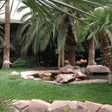 Das »Flamingo« ist das älteste Hotel auf dem Strip – und genau so sieht es auch aus. Ich gehe mit Jetlag-Kopf durch den angeblich weltberühmten Hotelgarten. Dave, unser Fotograf, bringt das Ruinen-Feeling auf den Punkt: »Ich dachte, das ganze Ding stürzt gleich über mir zusammen.“ Seit 1976 wurde der Hotel-Garten nicht mehr renoviert, die Flamingos staksen völlig lost und zerfleddert über den Kunstrasen. Es stinkt nach Vogelscheiße und Pommesfett. Viva Las Vegas? No way!