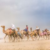 In der Stadt Al-Ain in Abu Dhabi werden Rennkamele trainiert