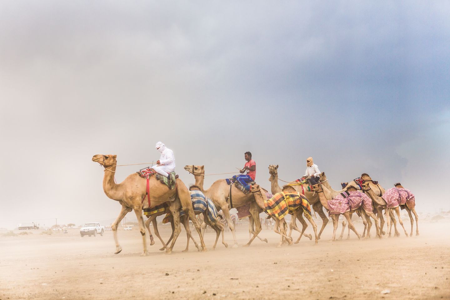 In der Stadt Al-Ain in Abu Dhabi werden Rennkamele trainiert
