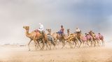 In der Stadt Al-Ain in Abu Dhabi werden Rennkamele trainiert