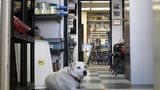 Hollywood Hot Rods in Burbank / California - auch der Firmenhund ist entspannt