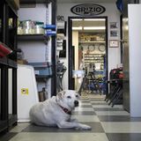 Hollywood Hot Rods in Burbank / California - auch der Firmenhund ist entspannt