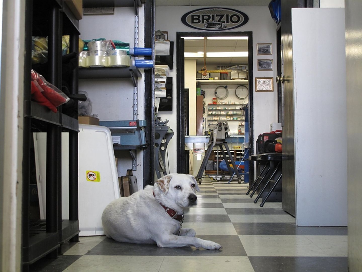 Hollywood Hot Rods in Burbank / California - auch der Firmenhund ist entspannt