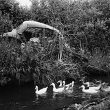 Ein schwarz-weißes Foto von einem verlassenen Autowrack in der Wildnis. Davor schwimmen einige Enten.