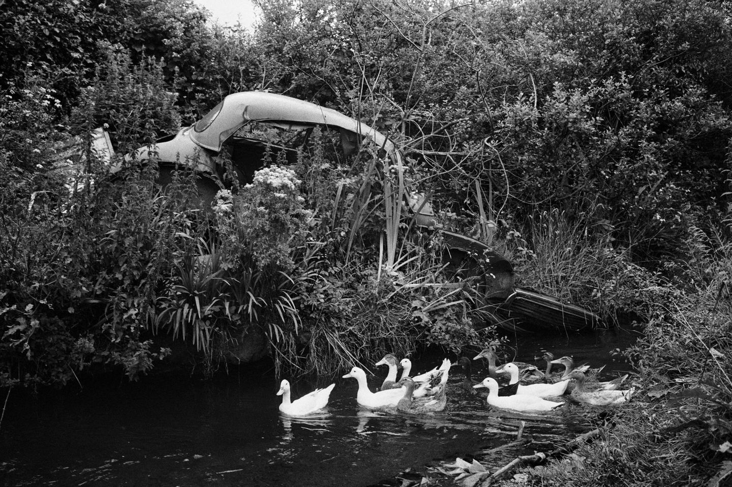 Ein schwarz-weißes Foto von einem verlassenen Autowrack in der Wildnis. Davor schwimmen einige Enten.