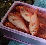 Tsukiji-Markt in Tokio