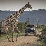 Mercedes Maybach G 650 Landaulet - ideal für eine Fotosafari