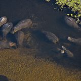 Botswanas Okavango-Delta