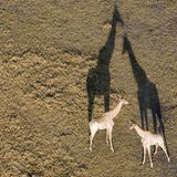 Botswanas Okavango-Delta