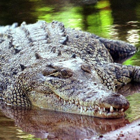 In Tunis wurde ein Krokodil von Zoo-Besuchern getötet (Symbolfoto)