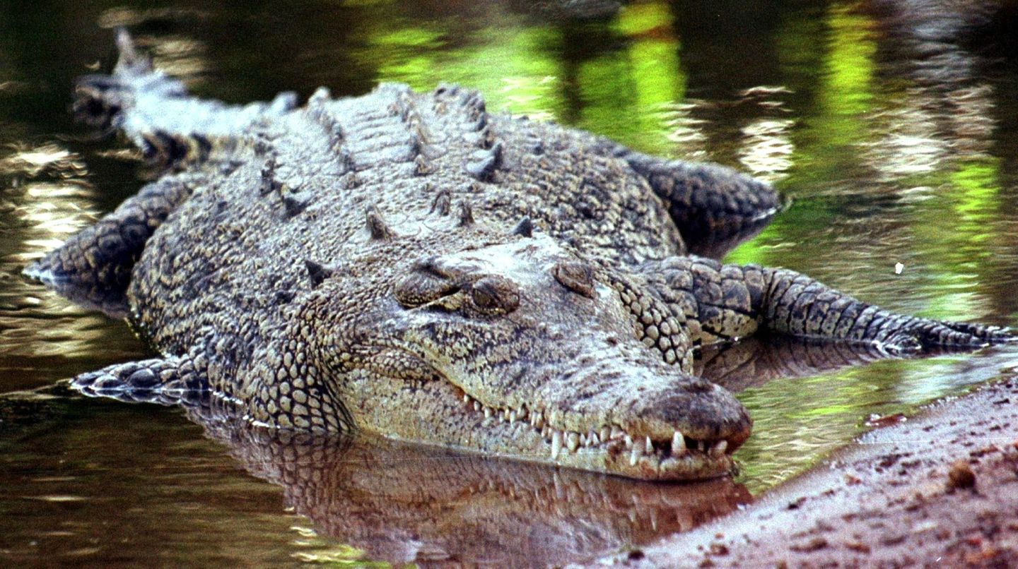 In Tunis wurde ein Krokodil von Zoo-Besuchern getötet (Symbolfoto)