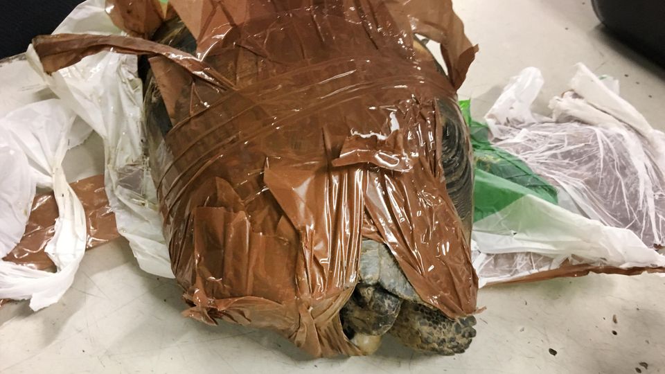 Eine der mit Klebeband umwickelten Schildkröten Eine der mit Klebeband umwickelten Schildkröten