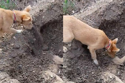 Berührende Szene aus Thailand: Dieser Straßenhund beerdigt seinen überfahrenen Bruder