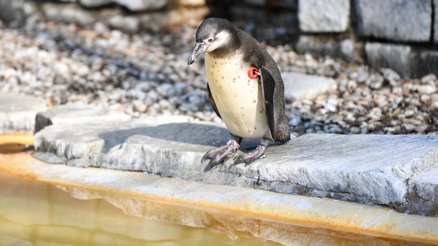 Pinguin