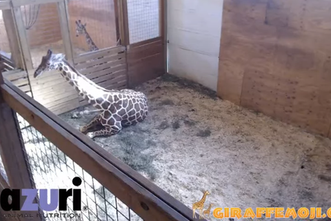 Der Livestream einer schwangeren Giraffe in New York