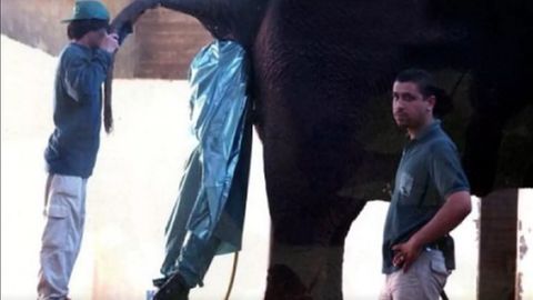 Ein Mensch im Müllsack verschwindet im Hintern eines Elefanten