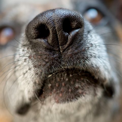 In Luxemburg hat Bargeld-Spürhund "Cash" jede Menge Geld aufgetrieben.