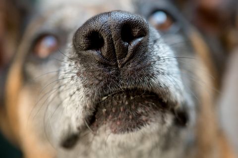 In Luxemburg hat Bargeld-Spürhund "Cash" jede Menge Geld aufgetrieben.