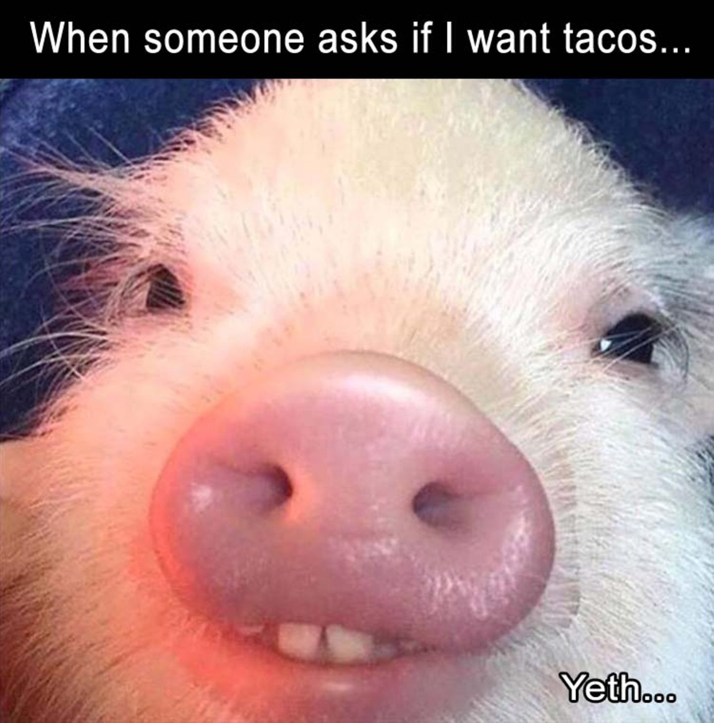 Jeder liebt Tacos